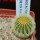 UEBELMANNIA pectinifera var. eriocactoides RNK 99, 10km N of Curimataí, Mg., 5 cm pot, SEEDLING