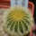 UEBELMANNIA pectinifera var. eriocactoides RNK 99, 10km N of Curimataí, Mg., 5 cm pot, SEEDLING