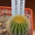 UEBELMANNIA pectinifera var. eriocactoides RNK 99, 10km N of Curimataí, Mg., 5 cm pot, SEEDLING