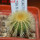 UEBELMANNIA pectinifera var. eriocactoides RNK 99, 10km N of Curimataí, Mg., 5 cm pot, SEEDLING