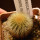 UEBELMANNIA pectinifera var. eriocactoides RNK 99, 10km N of Curimataí, Mg., 5 cm pot, SEEDLING