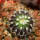 UEBELMANNIA meninensis RNK 47/2023, Serra Negra, 5 cm pot, SEEDLING