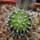 UEBELMANNIA meninensis RNK 47/2023, Serra Negra, 5 cm pot, SEEDLING