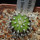 UEBELMANNIA meninensis RNK 47/2023, Serra Negra, 5 cm pot, SEEDLING