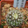 UEBELMANNIA meninensis RNK 47/2023, Serra Negra, 5 cm pot, SEEDLING