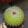 UEBELMANNIA pectinifera aff. f. nova RNK 105, Serra do Espinhaco, 8 cm pot, SEEDLING