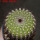 UEBELMANNIA pectinifera aff. f. nova RNK 105, Serra do Espinhaco, 8 cm pot, SEEDLING