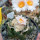 ARIOCARPUS bravoanus VM 288, f. white flower, F3 gener., SEEDLING