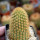 BRACHYCEREUS nesioticus 6,5 cm pot, clone P2, own roots, rooted cutting