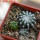 DISCOCACTUS horstii, 3 x seedlings, one 5 cm pot