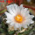 ARIOCARPUS bravoanus VM 288, f. white flower, F3 gener., SEEDLING