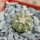 COPIAPOA columna - alba GCG 15329b, f. white spines ex Gerardo Snicer, seedling