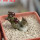 PSEUDOLITHOS dodsonianus, 5 cm pot, own roots, rooted offset