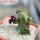 PSEUDOLITHOS dodsonianus, 5 cm pot, own roots, rooted offset