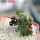 PSEUDOLITHOS dodsonianus, 5 cm pot, own roots, rooted offset