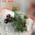PSEUDOLITHOS dodsonianus, 5 cm pot, own roots, rooted offset