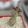 PSEUDOLITHOS dodsonianus, 5 cm pot, own roots, rooted offset