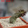 PSEUDOLITHOS dodsonianus, 5 cm pot, own roots, rooted offset