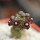 PSEUDOLITHOS dodsonianus, 5 cm pot, own roots, rooted offset