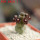 PSEUDOLITHOS dodsonianus, 5 cm pot, own roots, rooted offset