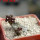 PSEUDOLITHOS dodsonianus, 5 cm pot, own roots, rooted offset