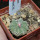 AZTEKIUM ritteri f. rotundum GCG 10005, El Barreal, 5 cm pot, 2,2 cm SEEDLING