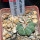 AZTEKIUM ritteri f. rotundum GCG 10005, El Barreal, 5 cm pot, 2,4 cm SEEDLING