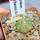 AZTEKIUM ritteri f. rotundum GCG 10005, El Barreal, 5 cm pot, 2 cm SEEDLING