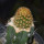 BRACHYCEREUS nesioticus 8 cm pot, P1 clone,grafted offset