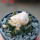 ARIOCARPUS bravoanus VM 288, f. white flower, F3 gener., pot 8 cm, SEEDLING
