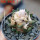 ARIOCARPUS bravoanus VM 288, f. white flower, F3 gener., pot 8 cm, SEEDLING