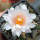 ARIOCARPUS bravoanus VM 288, f. white flower, F3 gener., 5 cm pot, SEEDLING