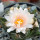 ARIOCARPUS bravoanus VM 288, f. white flower, F3 gener., pot 8 cm, SEEDLING