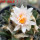 ARIOCARPUS bravoanus VM 288, f. white flower, F3 gener., pot 8 cm, SEEDLING