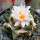 ARIOCARPUS bravoanus VM 288, f. white flower, F3 gener., pot 8 cm, SEEDLING