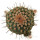 STROMBOCACTUS esperanzae var. nova long spines, SN 2014.0201, illustrative photo
