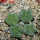 AZTEKIUM valdezii GCG 10893, own roots, 5 cm pot, 4 pcs. SEEDLINGS