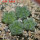 AZTEKIUM valdezii GCG 10893, own roots, 5 cm pot, 4 pcs. SEEDLINGS