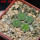 AZTEKIUM valdezii GCG 10893, own roots, 5 cm pot, 4 pcs. SEEDLINGS