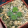 AZTEKIUM valdezii GCG 10893, own roots, 5 cm pot, 4 pcs. SEEDLINGS