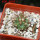 COPIAPOA andina armata II. GCG 20000, E of Punta Colorada,  5 cm pot, SEEDLING