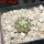 COPIAPOA columna - alba GCG 15329b, f. white spines ex Gerardo Snicer, 6,5 cm pot, seedling