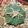 AZTEKIUM ritteri, 2,5 cm, 5 cm pot, SEEDLING