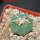 AZTEKIUM ritteri, 2,5 cm, 5 cm pot, SEEDLING