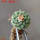 STROMBOCACTUS esperanzae var. nova long spines, SN 2014.0201, 5 cm pot, 2,2 cm SEEDLING