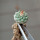 STROMBOCACTUS esperanzae var. nova long spines, SN 2014.0201, 5 cm pot, 2,4 cm SEEDLING