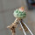 STROMBOCACTUS esperanzae var. nova long spines, SN 2014.0201, 5 cm pot, 2,2 cm SEEDLING