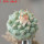 STROMBOCACTUS esperanzae var. nova long spines, SN 2014.0201, 5 cm pot, 2,2 cm SEEDLING
