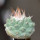 STROMBOCACTUS esperanzae var. nova long spines, SN 2014.0201, 5 cm pot, 2,4 cm SEEDLING