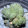 LOPHOPHORA alberto-vojtechii f. cristata, 8 cm pot, grafted